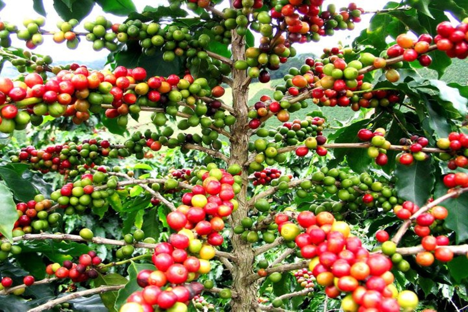 Agriculture: Côte d'Ivoire Signs the 2022 International Coffee Agreement